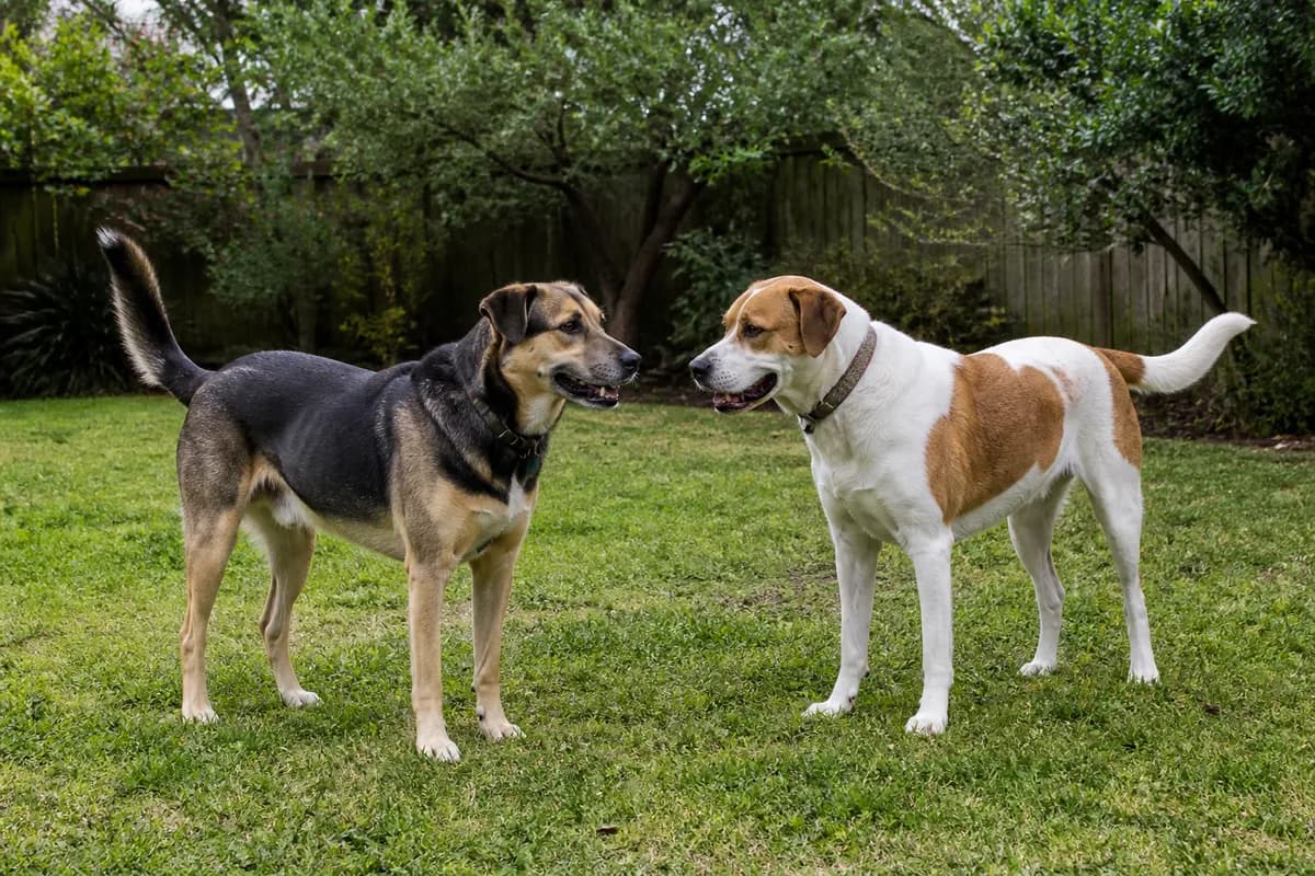 Due cani adulti che si incontrano con posture rilassate in uno spazio neutro