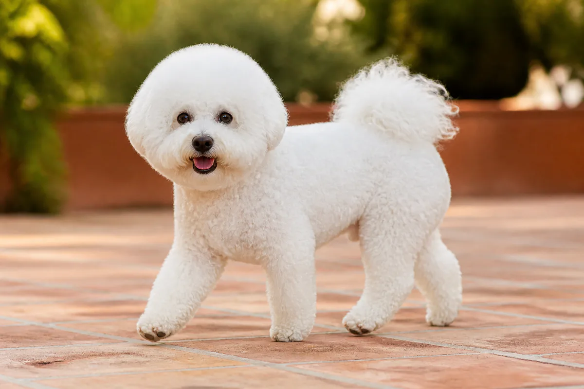 Bichon Frisé adulto bianco durante una passeggiata su una terrazza