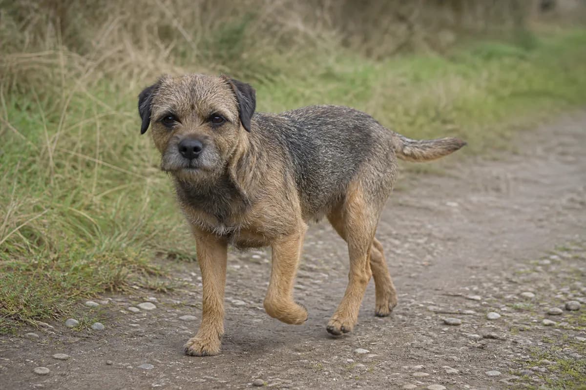 Border Terrier adulto che esplora un sentiero di campagna