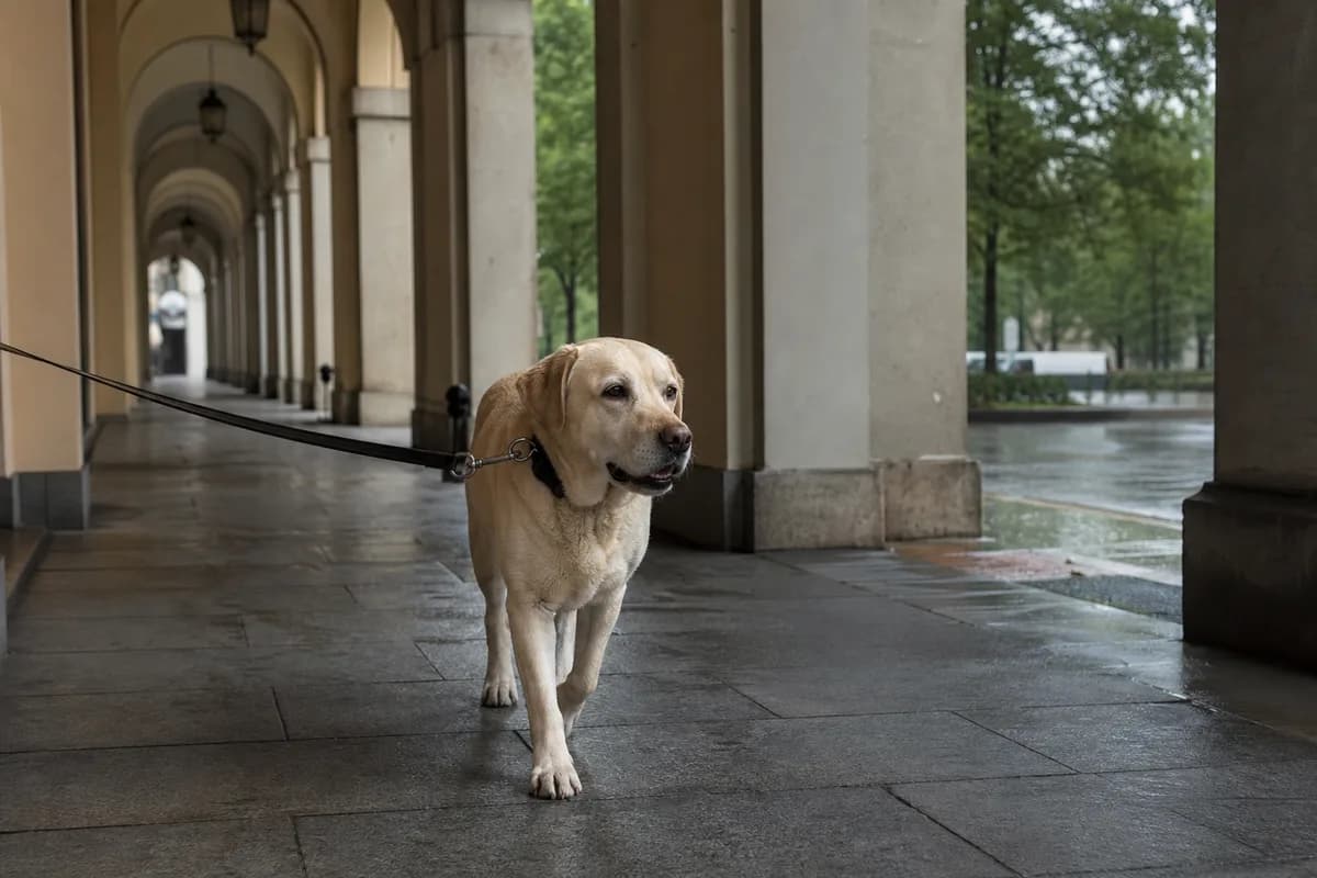 Cane al guinzaglio lungo un percorso coperto e riparato dalla pioggia