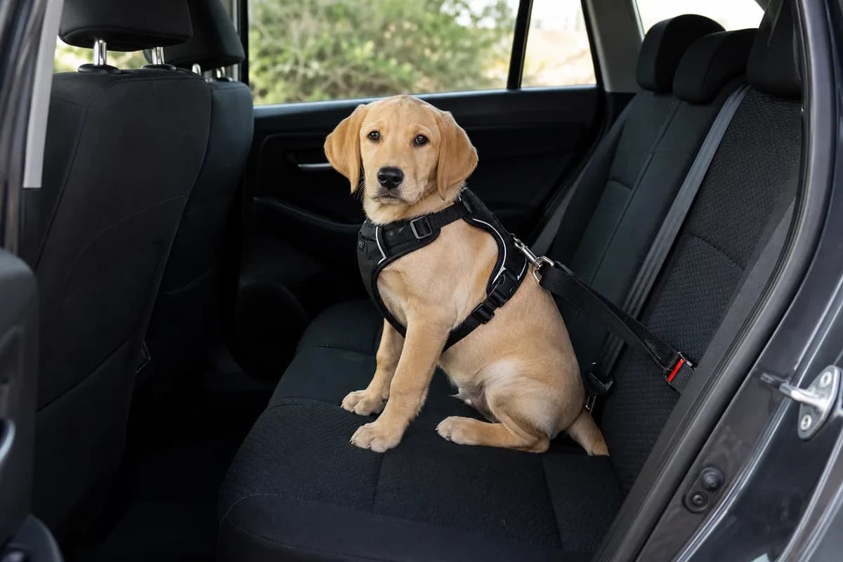 Cucciolo assicurato con una pettorina da viaggio sul sedile posteriore di un'auto ferma