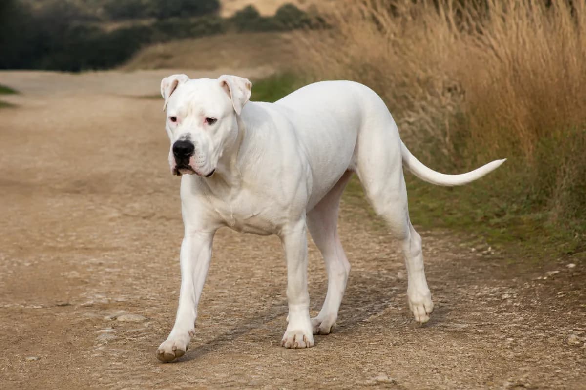 Dogo Argentino adulto durante una passeggiata su un sentiero di campagna
