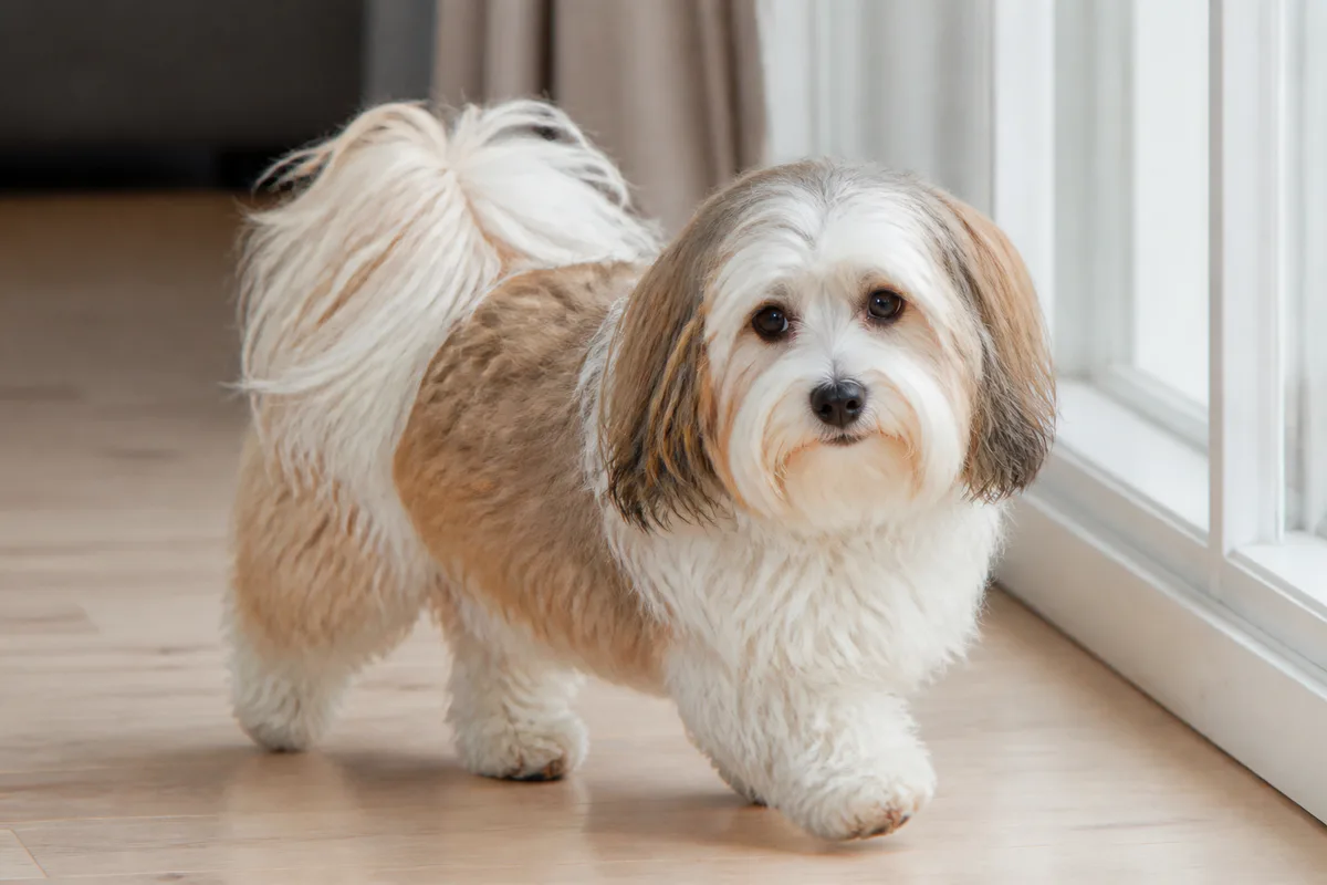 Havanese adulto che cammina in una casa luminosa