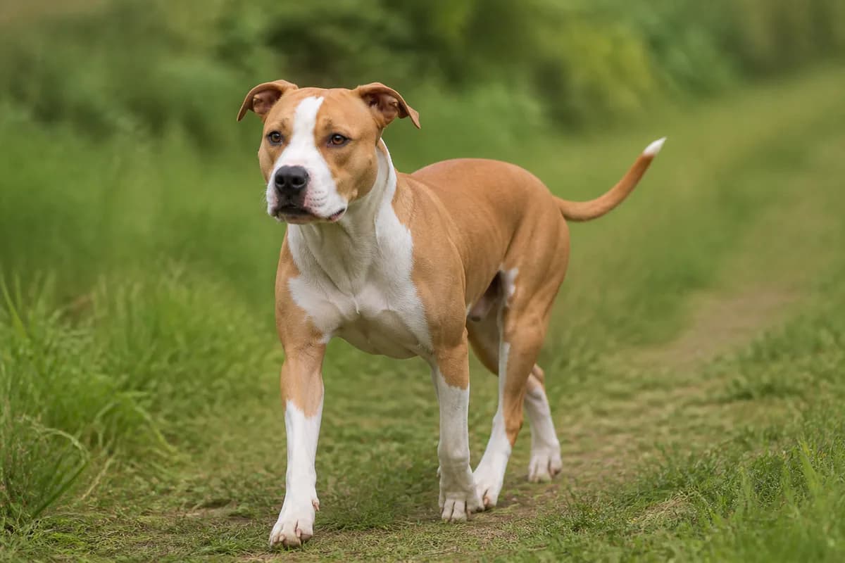 American Pit Bull Terrier adulto in movimento su un sentiero erboso