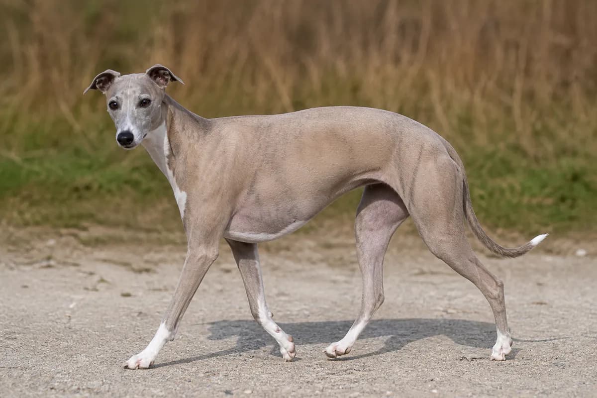 Whippet adulto durante una passeggiata su un sentiero aperto