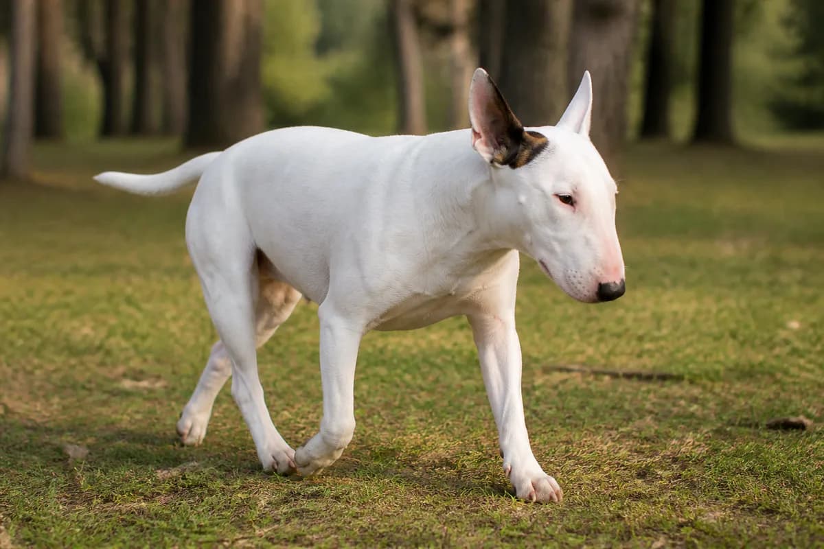 Bull Terrier adulto bianco durante una passeggiata nel parco