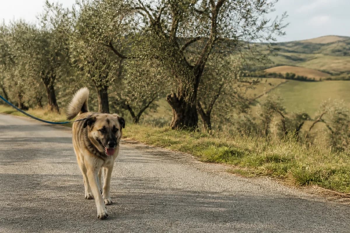 Cane al guinzaglio su una strada di campagna tra ulivi e colline